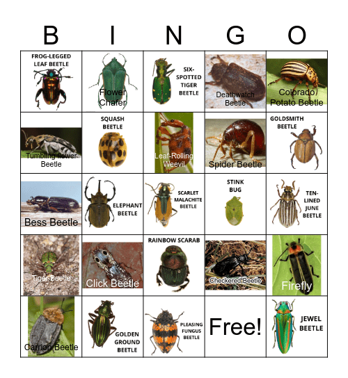 BEETLE BINGO Card