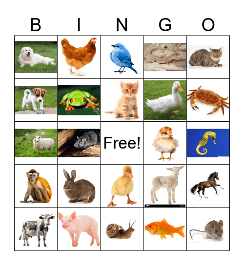 Animals and Bingo Card