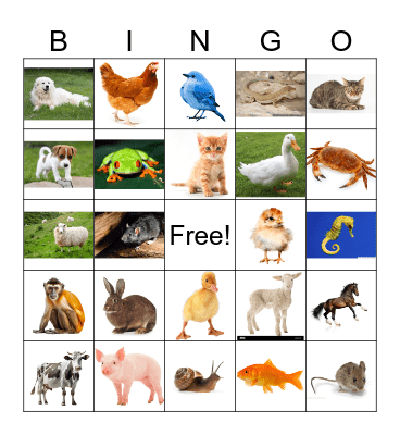 Animals and babies Bingo Card