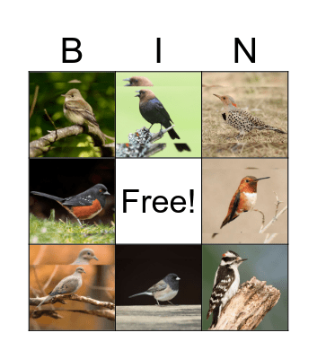 Birds of Richmond Nature Park Bingo Card