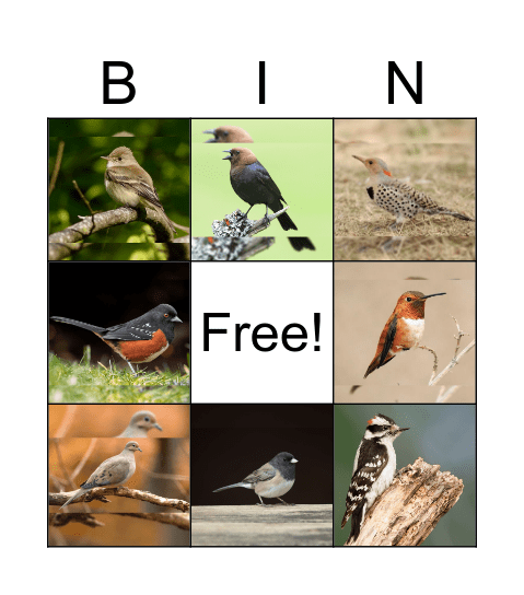 Birds of Richmond Nature Park Bingo Card