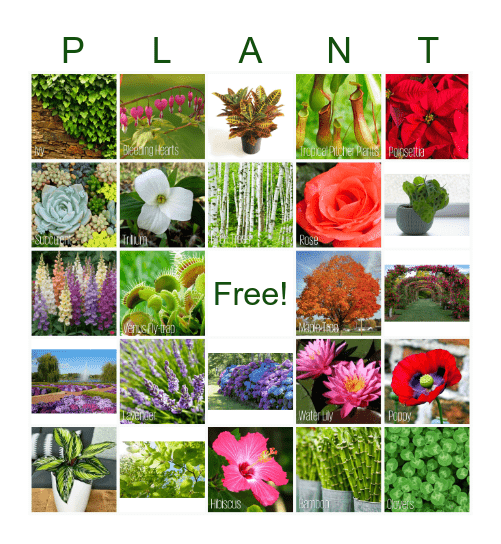 Plants & Gardening BINGO! Bingo Card