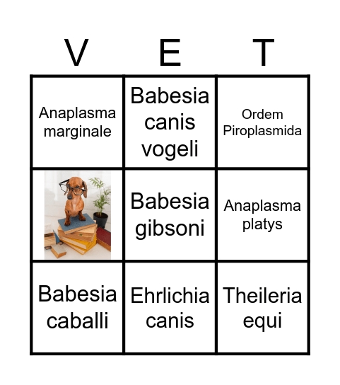 Parasitologia Veterinária - Protozoários hemosporídeos Bingo Card
