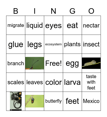 Butterfly Bingo Card