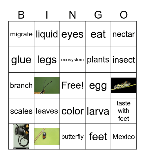 Butterfly Bingo Card