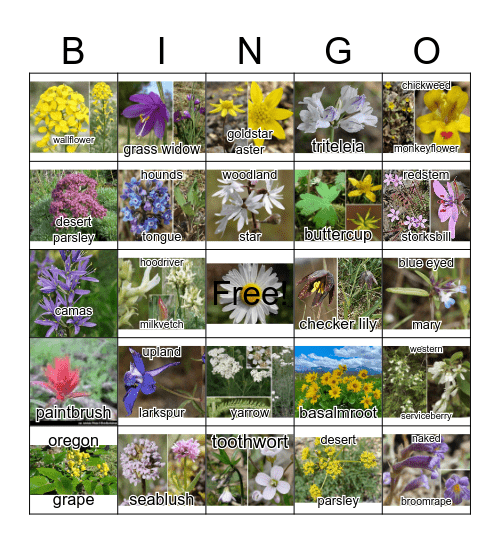 Wildflower Bingo Card