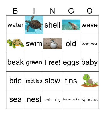 Sea Turtle Bingo Card