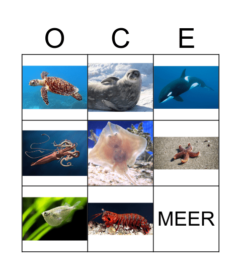 MEERESTIERE Bingo Card