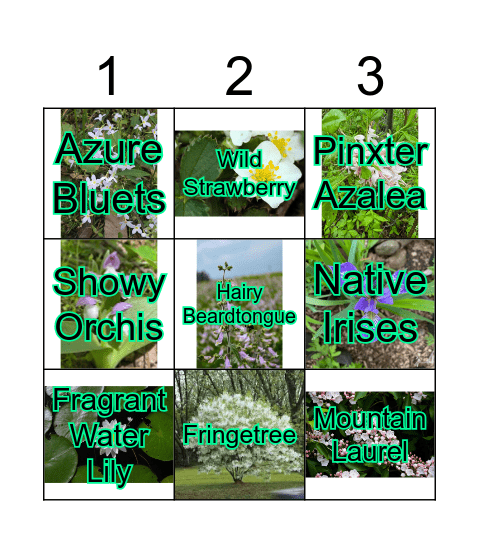 Plant Bingo Card