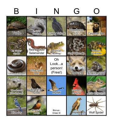 Birds, Bugs, Bammals, and Beptiles Bingo Card
