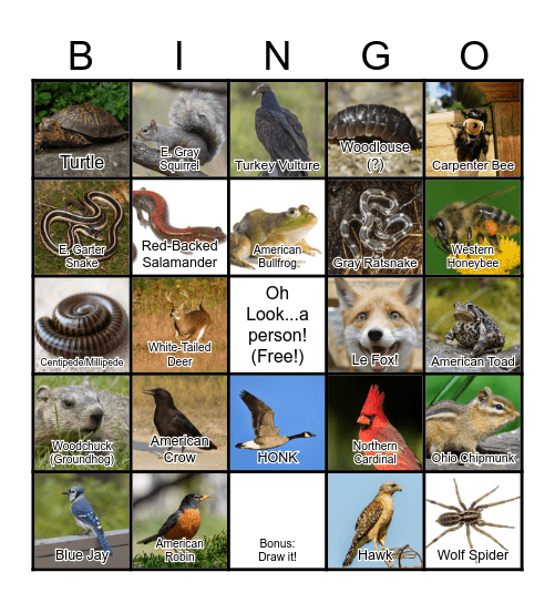 Birds, Bugs, Bammals, and Beptiles Bingo Card