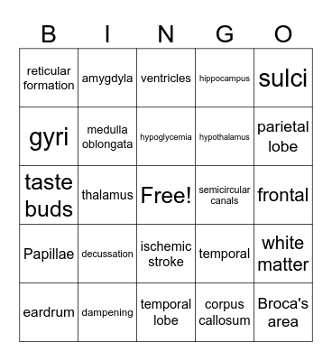Central and Peripheral Nervous System Bingo Card
