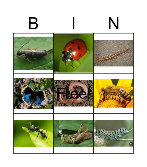 kriebelbeestjes Bingo Card