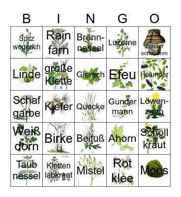 Kraut-Baum-(Pilz-Gras-Strauch) Bingo Card