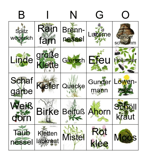 Kraut-Baum-(Pilz-Gras-Strauch) Bingo Card