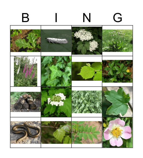 Nature Walk Bingo Card