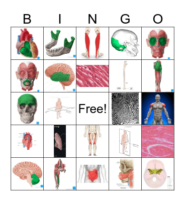 End of Year Anatomy Bingo Card