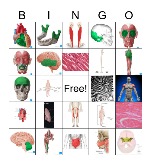 End of Year Anatomy Bingo Card