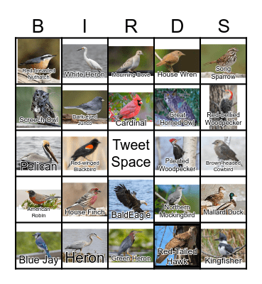 BIRDS Bingo Card