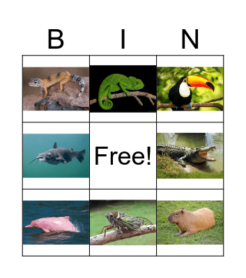 BRAZILIAN ANIMALS Bingo Card