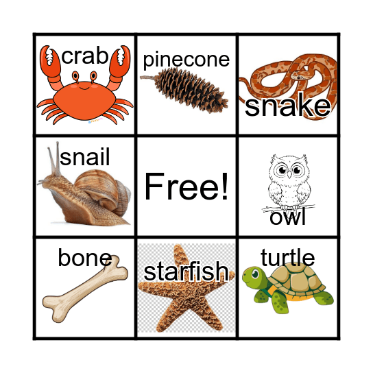 PreK Bio Bingo Card