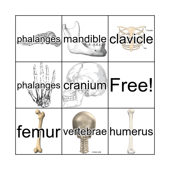 BONES Bingo Card