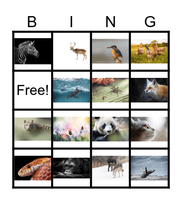 Animal Picture Bingo Card