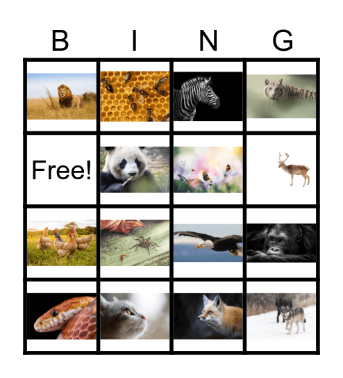 Animal Picture Bingo Card