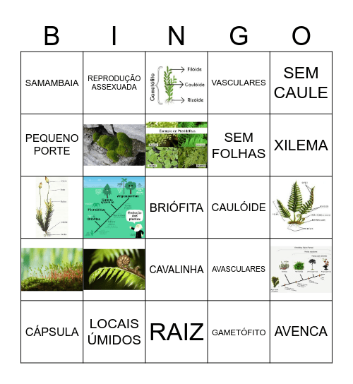 BRIÓFITAS X PTERIDÓFITAS Bingo Card