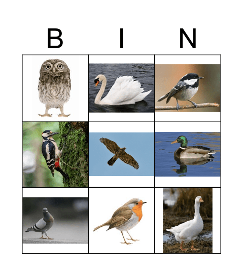 vogels Bingo Card