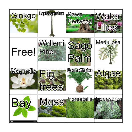 Ancient Plant Bingo! Bingo Card
