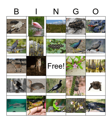 Everglades Bingo Card