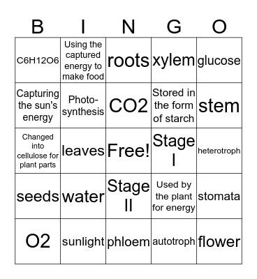 LIFE SCIENCE 3-3 PHOTOSYNTHESIS Bingo Card