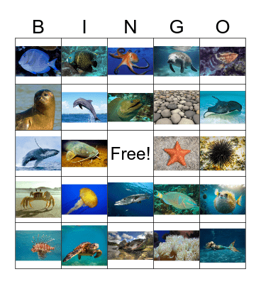 OCEAN Bingo Card