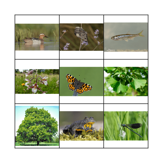 Év Élőlényei BINGO Card