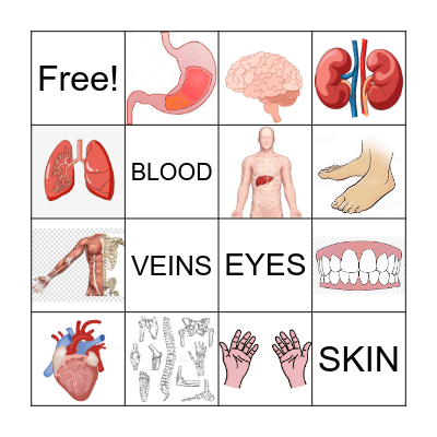 Human Body - Tubuh Manusia Bingo Card