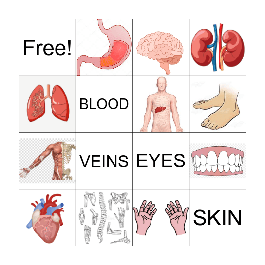 Human Body - Tubuh Manusia Bingo Card