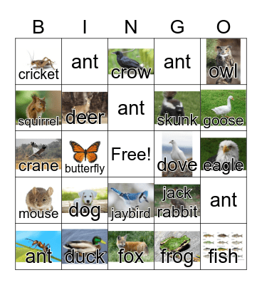 Animals & Insects Bingo Card
