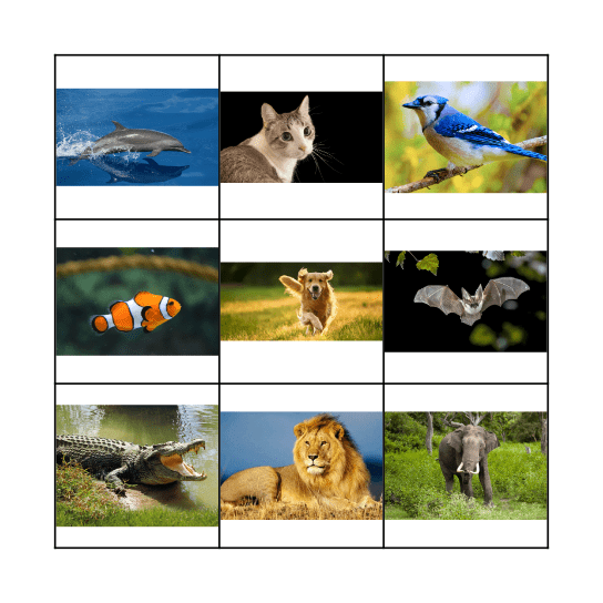 Animals Bingo Card
