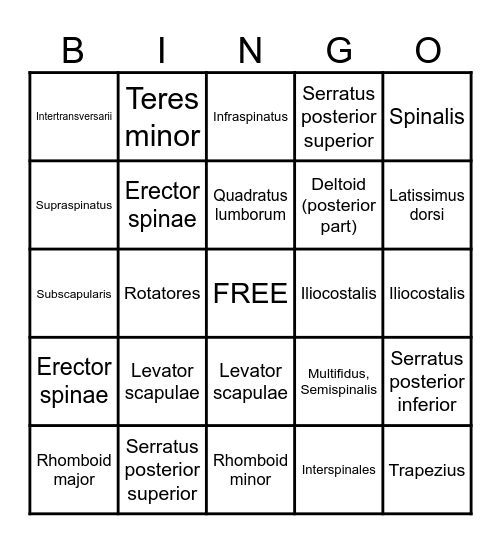 Muscles of the back Bingo Card