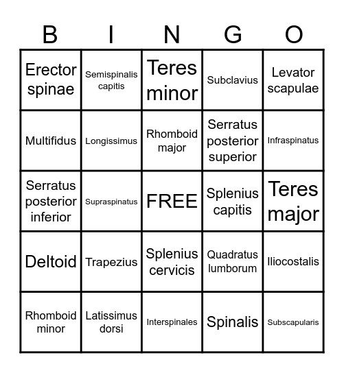 Muscles of the Back Bingo Card