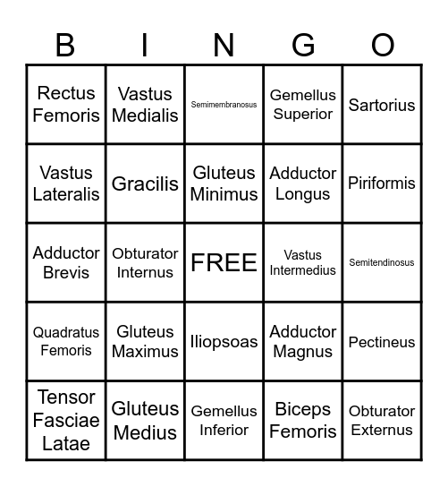 Muscles of the Pelvis and Thigh Bingo Card