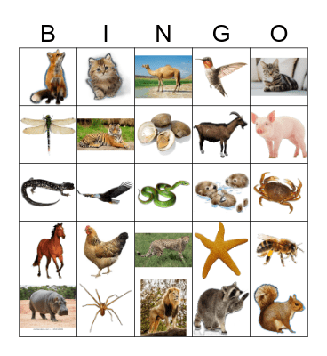 Animals Bingo Card
