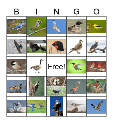 BIRD BINGO Card