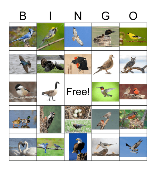 BIRD BINGO Card