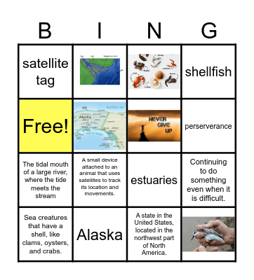 The Kuaka (Bar-Tailed Godwit) Bingo Card