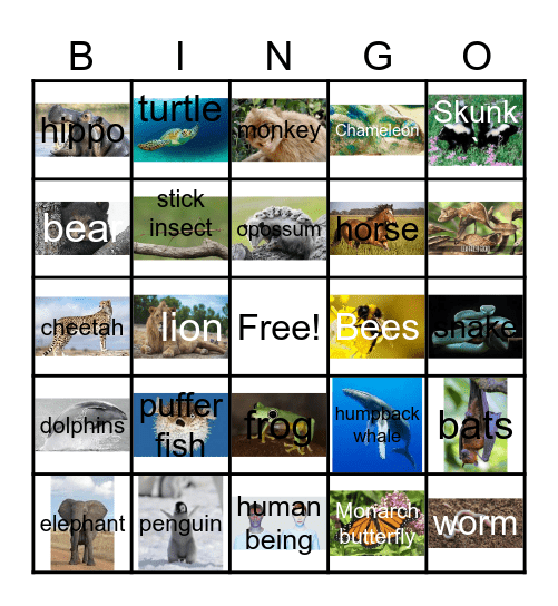 Animal Adaptation Bingo Card