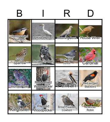 BIRDS Bingo Card
