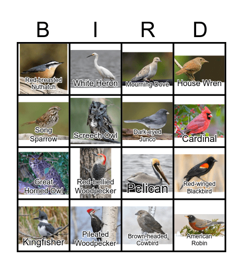 BIRDS Bingo Card