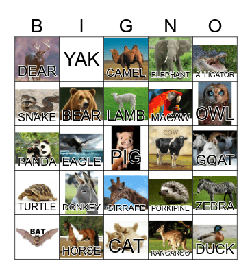 ANIMAL Bingo Card